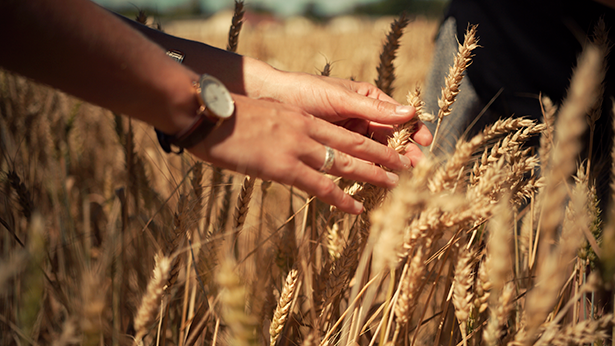 Enjoying the fields